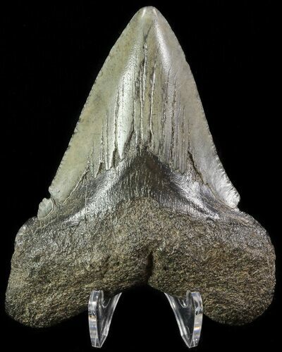 Bargain, Fossil Megalodon Tooth #63970